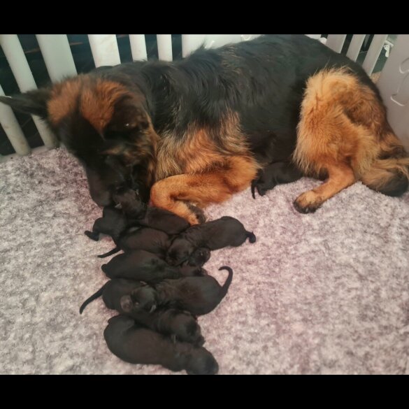 German Shepherd (Alsatian)