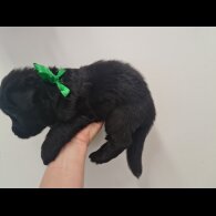 German Shepherd (Alsatian)