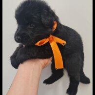 German Shepherd (Alsatian)