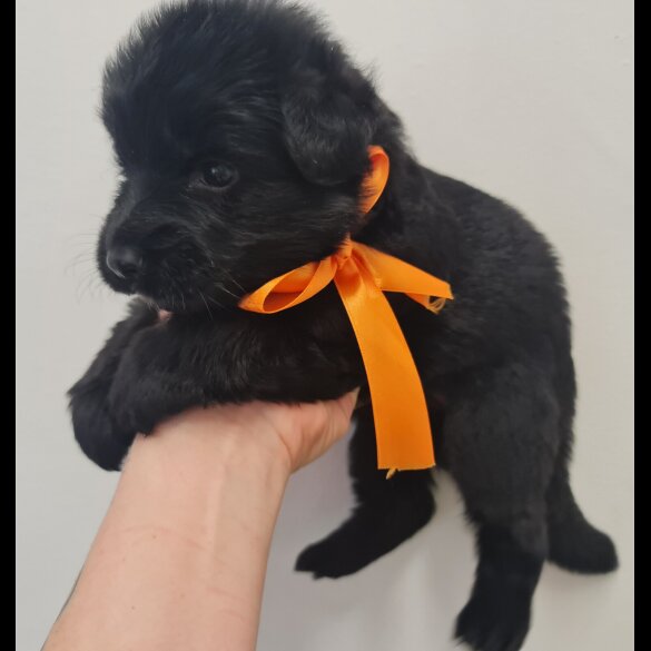 German Shepherd (Alsatian)