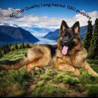 German Shepherd (Alsatian)