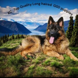 German Shepherd (Alsatian)