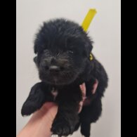 German Shepherd (Alsatian)