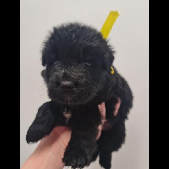 German Shepherd (Alsatian)