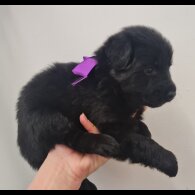 German Shepherd (Alsatian)