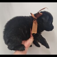 German Shepherd (Alsatian)