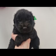 German Shepherd (Alsatian)