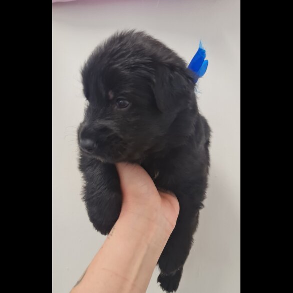 German Shepherd (Alsatian)