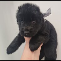 German Shepherd (Alsatian)