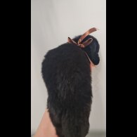 German Shepherd (Alsatian)