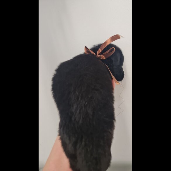 German Shepherd (Alsatian)