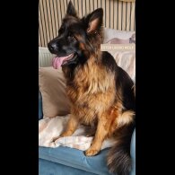 German Shepherd (Alsatian)