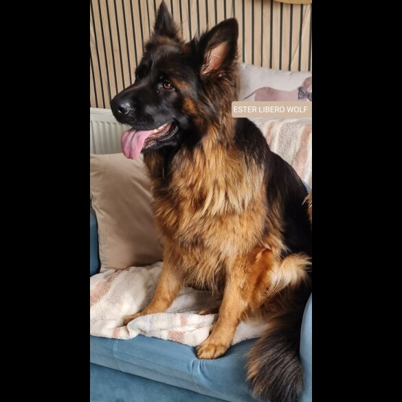 German Shepherd (Alsatian)