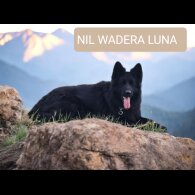 German Shepherd (Alsatian)