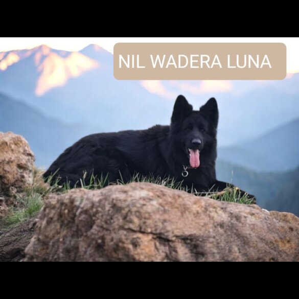 German Shepherd (Alsatian)