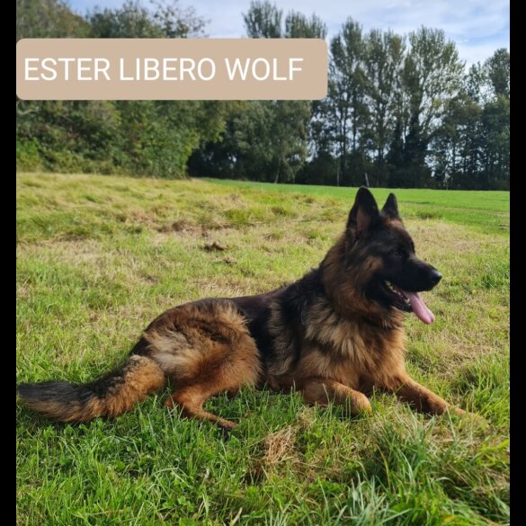 German Shepherd (Alsatian)