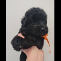 German Shepherd (Alsatian)