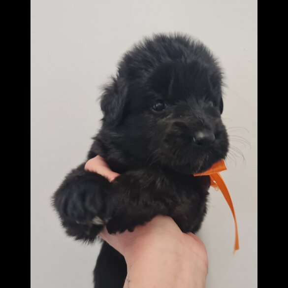 German Shepherd (Alsatian)