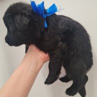 German Shepherd (Alsatian)