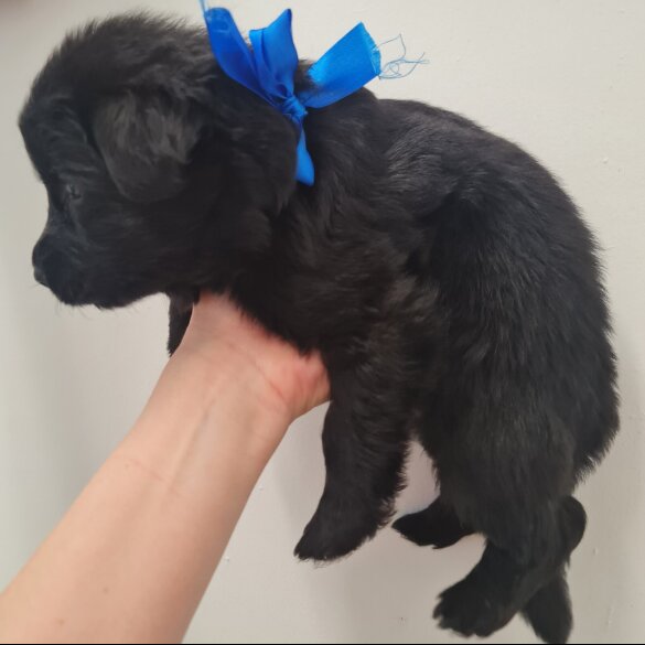 German Shepherd (Alsatian)