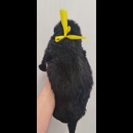 German Shepherd (Alsatian)