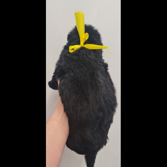 German Shepherd (Alsatian)