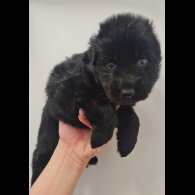 German Shepherd (Alsatian)