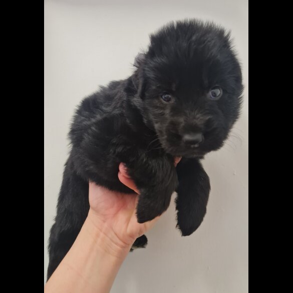 German Shepherd (Alsatian)