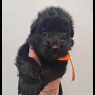 German Shepherd (Alsatian)