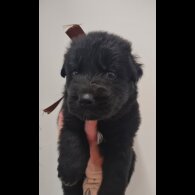 German Shepherd (Alsatian)