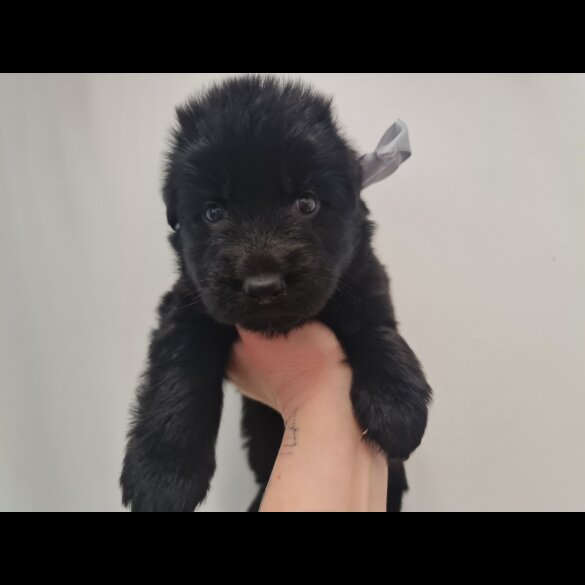 German Shepherd (Alsatian)