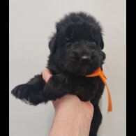 German Shepherd (Alsatian)