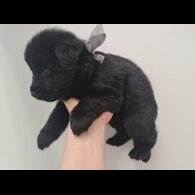 German Shepherd (Alsatian)