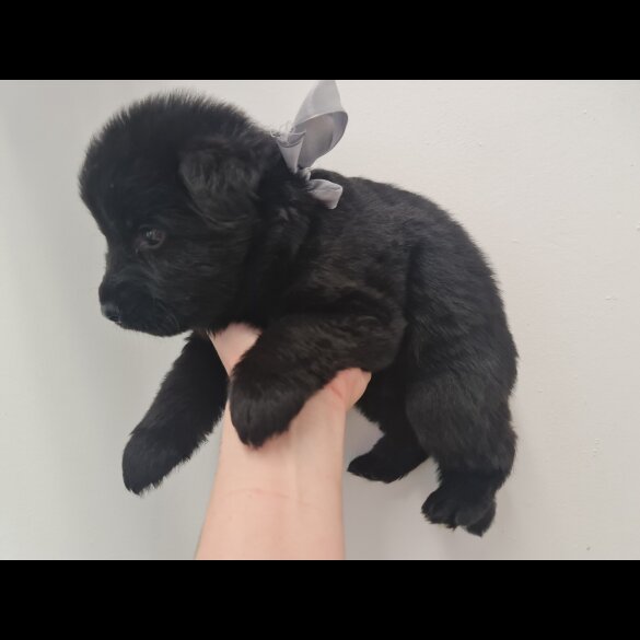 German Shepherd (Alsatian)