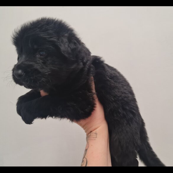 German Shepherd (Alsatian)