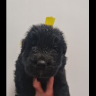 German Shepherd (Alsatian)