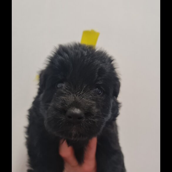 German Shepherd (Alsatian)