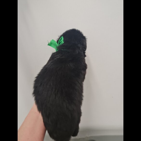 German Shepherd (Alsatian)