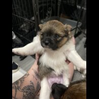 Pomeranian