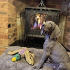 Weimaraner