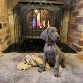 Weimaraner