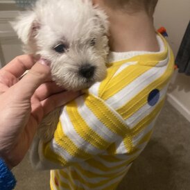 West Highland White Terrier
