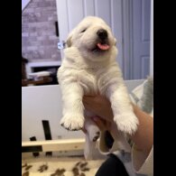 White Swiss Shepherd Dog