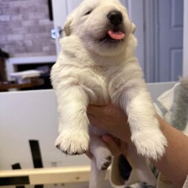 White Swiss Shepherd Dog