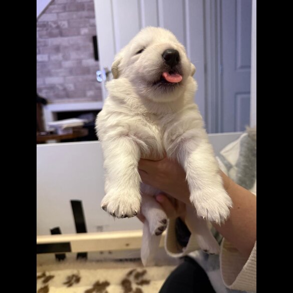 White Swiss Shepherd Dog