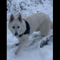 White Swiss Shepherd Dog