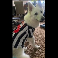 White Swiss Shepherd Dog