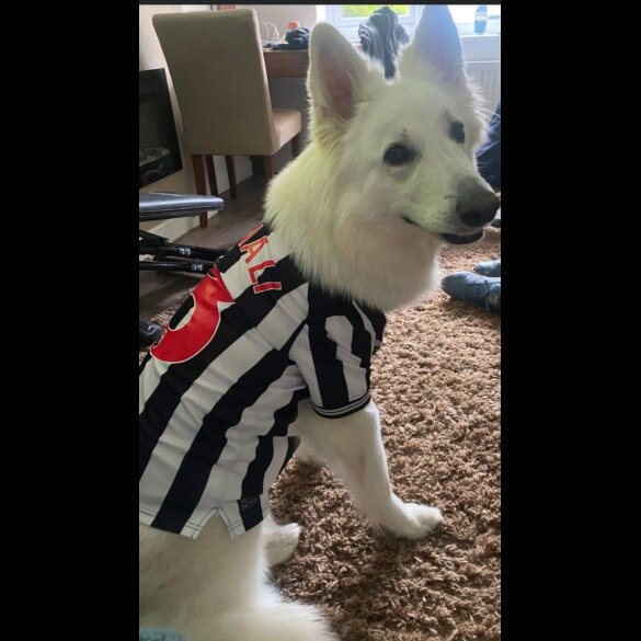 White Swiss Shepherd Dog