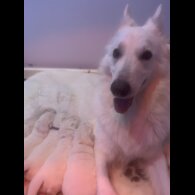 White Swiss Shepherd Dog