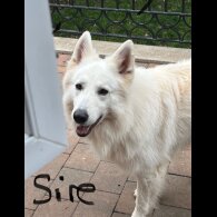 White Swiss Shepherd Dog